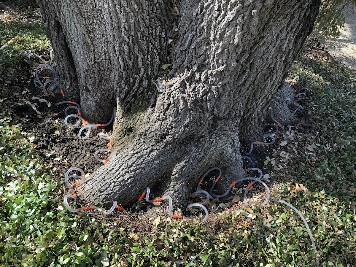 Detailed Tree Cabling and Bracing job site in Rome